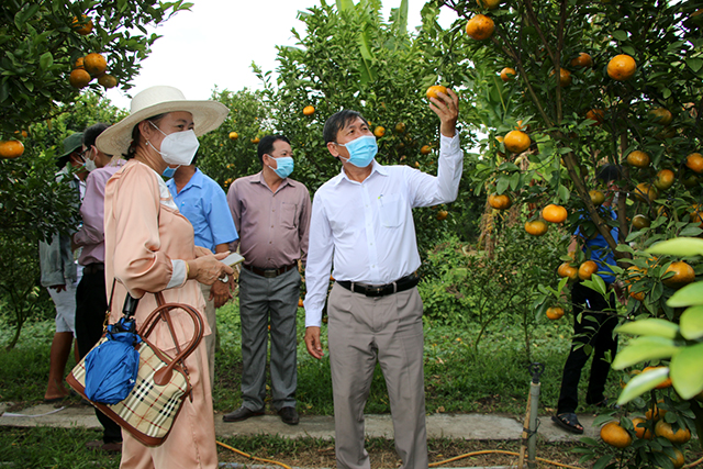 Huyện Lai Vung (Đồng Tháp): Các vườn cây ăn trái háo hức đón khách tham quan