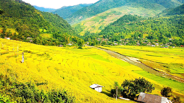 Thu vàng Tú Lệ - Yên Bái