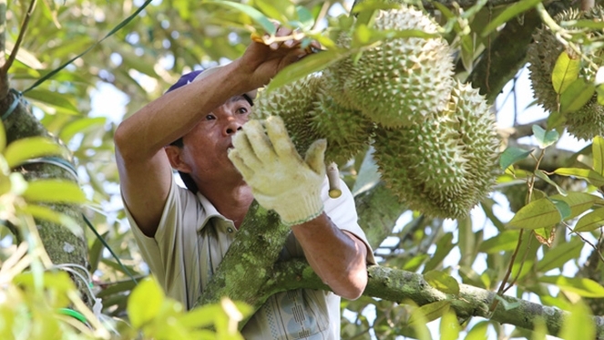 Đồng Nai: Phát triển nông nghiệp kết hợp du lịch sinh thái