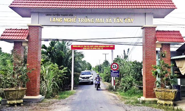 Long An: Phát triển Làng nghề trồng mai xã Tân Tây gắn với phát triển du lịch