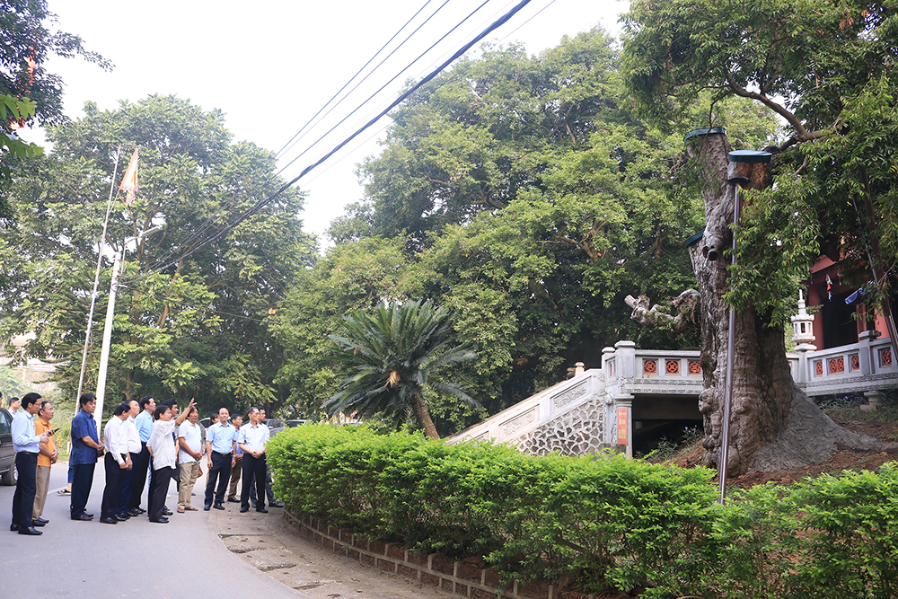 Phú Thọ: Chú trọng bảo tồn cây di sản