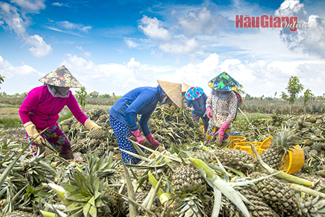 Hậu Giang: Nhiều hoạt động văn hóa, du lịch nổi bật