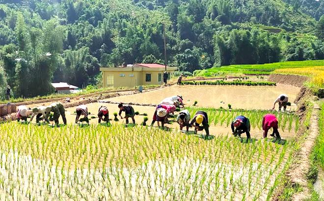 Yên Bái: Mù Cang Chải tích cực thúc đẩy vụ mùa để phục vụ du lịch