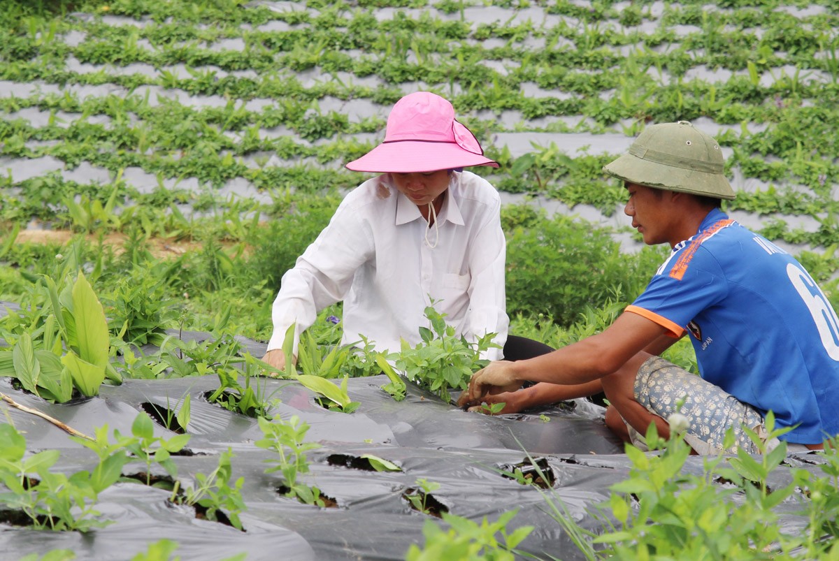 Lào Cai: Tiềm năng phát triển dược liệu gắn với du lịch