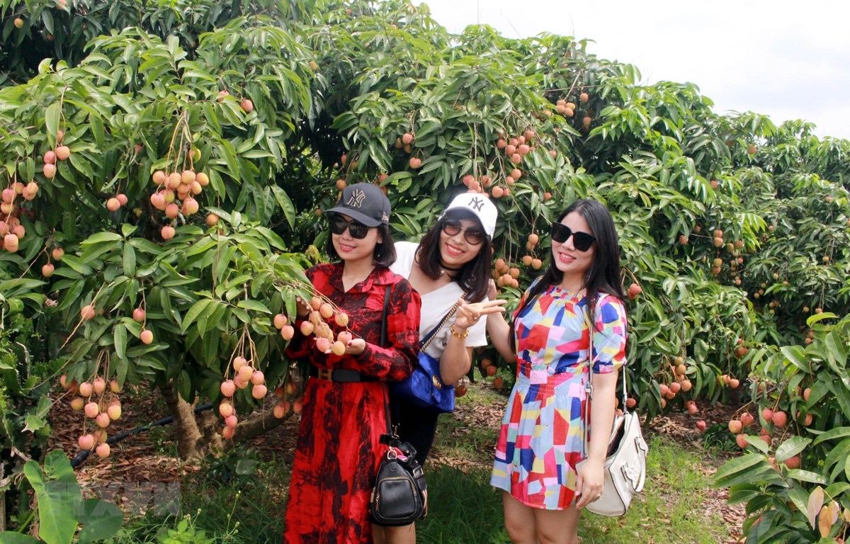Bắc Giang mùa vải chín - điểm du lịch hấp dẫn trong mùa Hè
