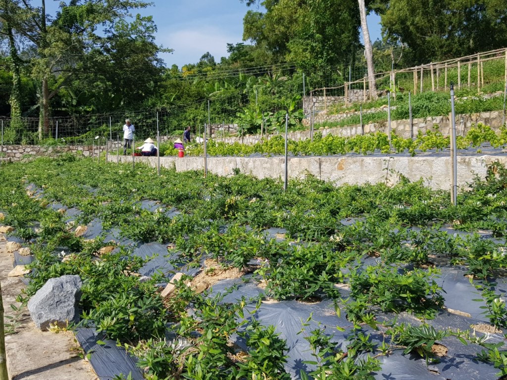 Xây dựng khu bảo tồn dược liệu kết hợp phát triển du lịch tại núi Cấm
