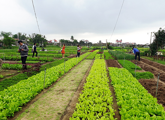 Chuyển hướng làm du lịch ở nông thôn