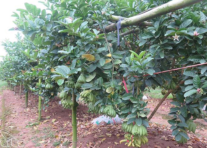 Du lịch sinh thái nông nghiệp: Còn nhiều tiềm năng