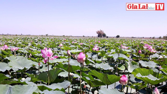 Khởi động Năm du lịch 2019, nhiều hoạt động hấp dẫn sẽ được tổ chức tại Gia Lai